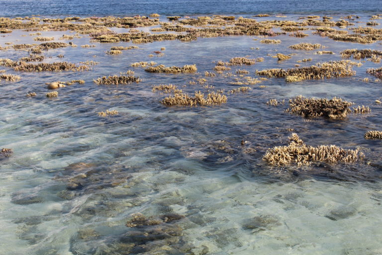 Corals exposed during low tide, Maldives