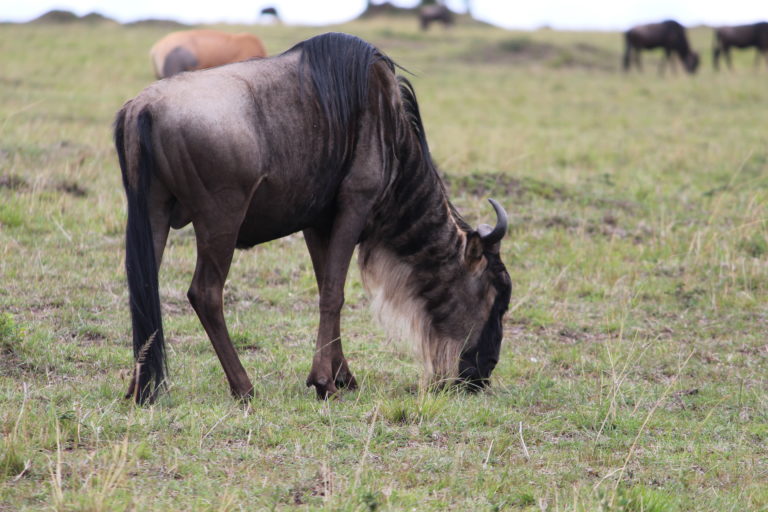 Wildebeest at Masai Mara, Kenya