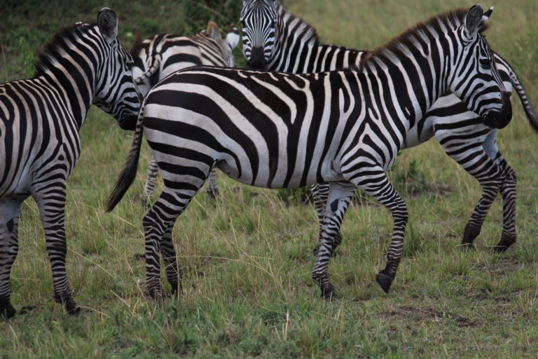 Zebras at Masai Mara, Kenya