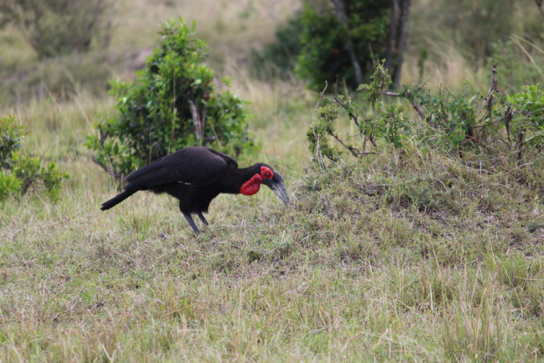 Hornbill at Masai Mara, Kenya