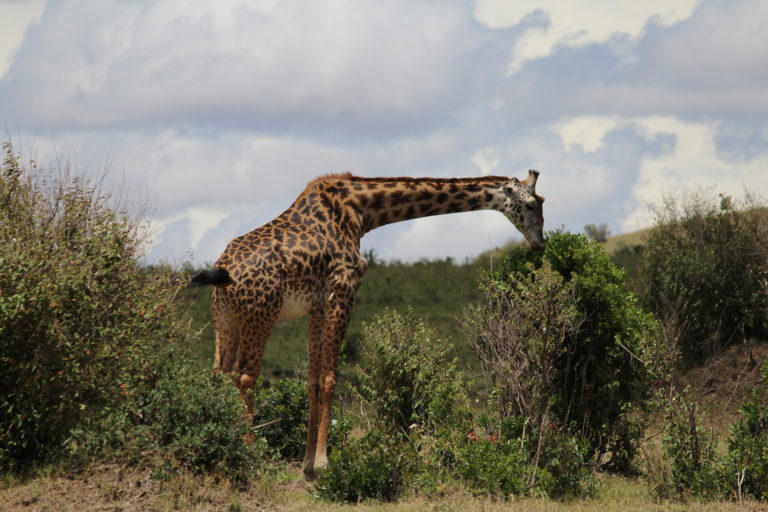 A giraffe at masai Mara, Kenya