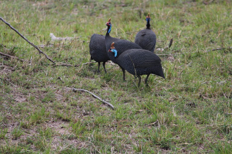 Guineafowls at Masai Mara, Kenya