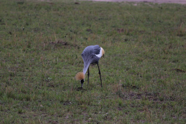 A crane at Masai Mara, Kenya