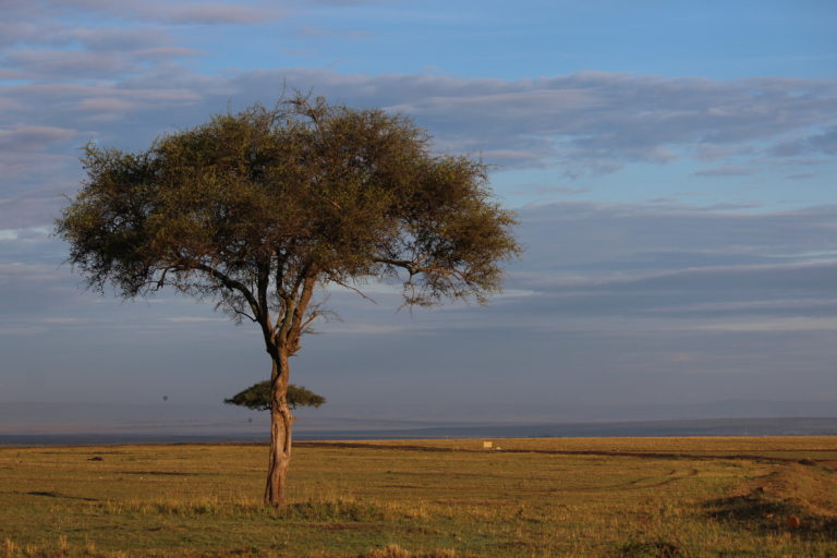 Masai Mara, Kenya