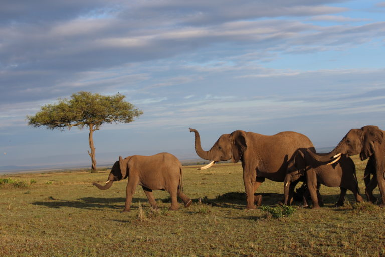 Herd of elephants, Masai Mara, Kenya