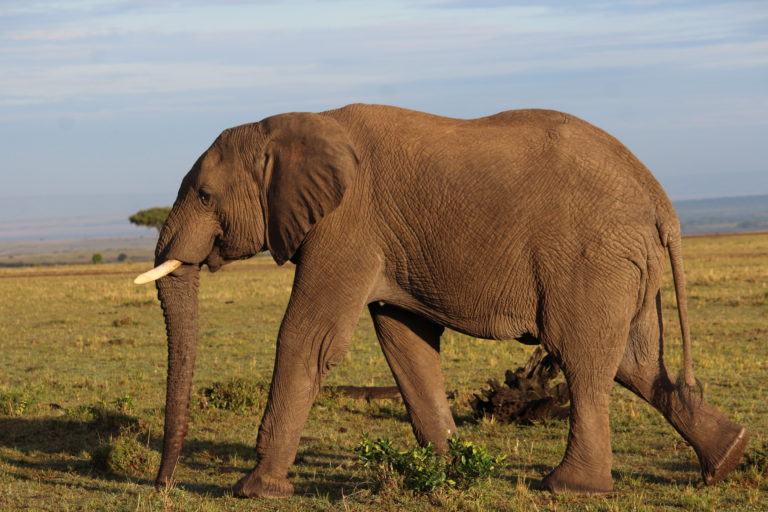 African Elephant at Masai Mara, Kenya