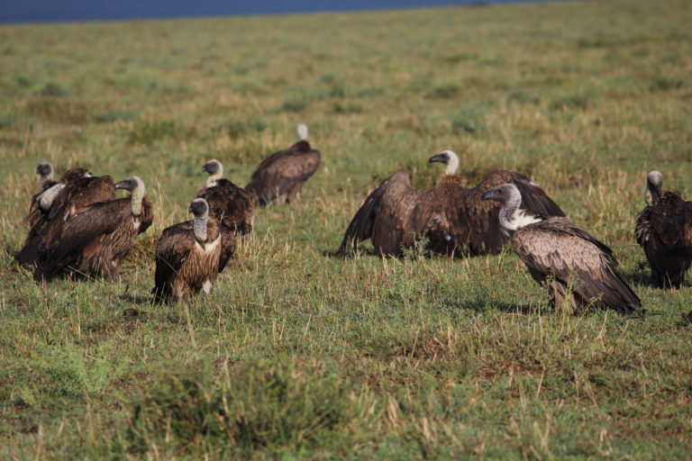 Vultures at Masai Mara, Kenya