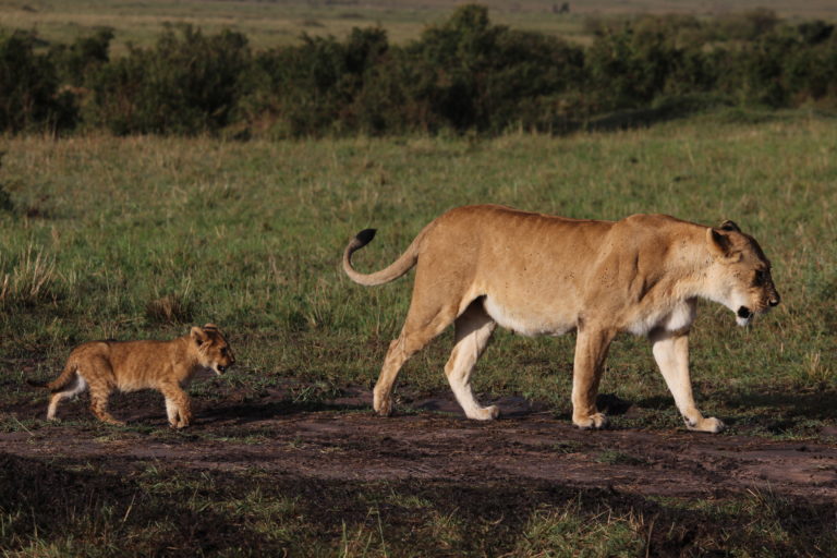 A lioness and cub, Masai Mara, Kenya