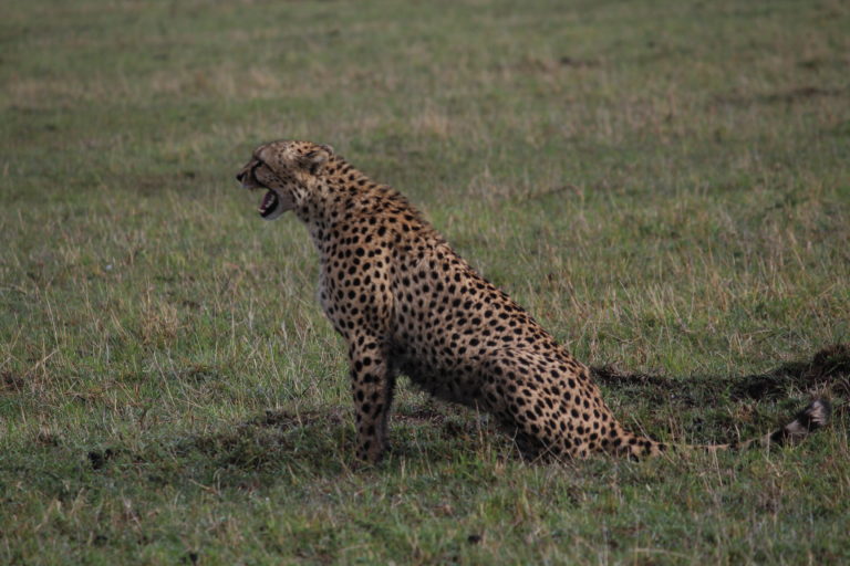 A Cheetah at Masai Mara, Kenya