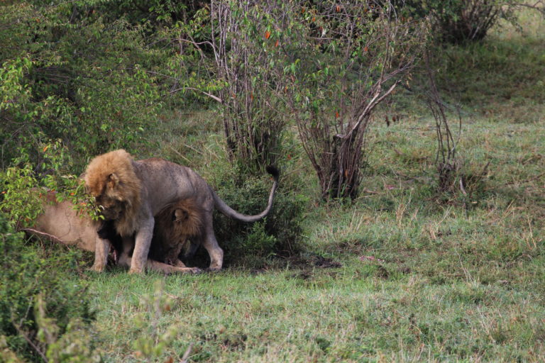 Male Lions fighting at Masai Mara, Kenya