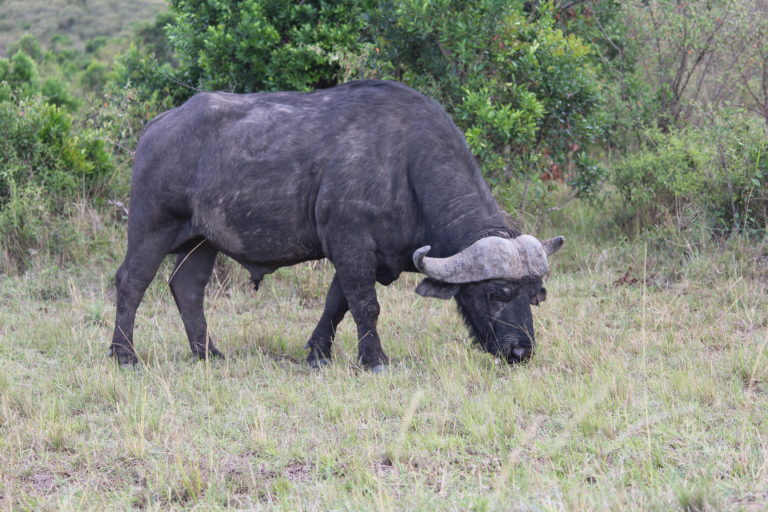 Wild Buffalo at Masai Mara, Kenya