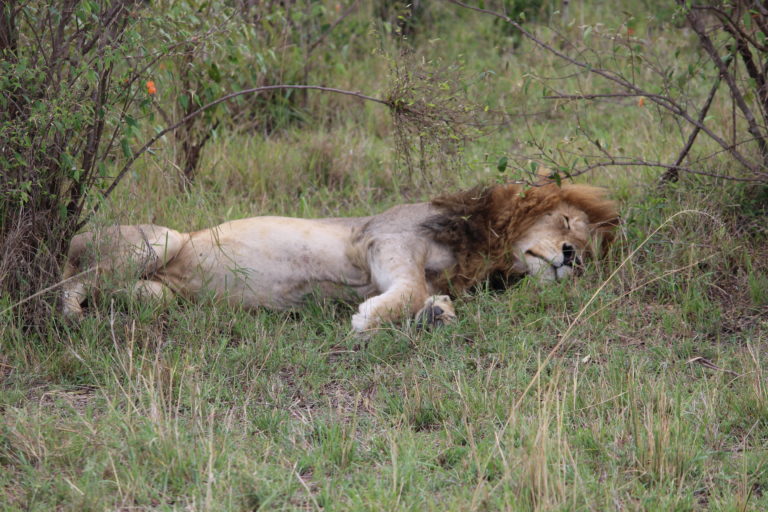 Snoozing Lion at Masai Mara, Kenya