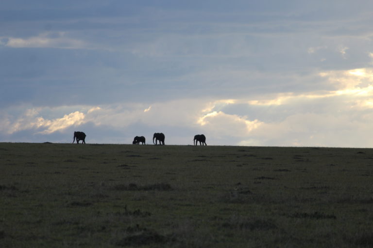 Elephants at Masai Mara, Kenya