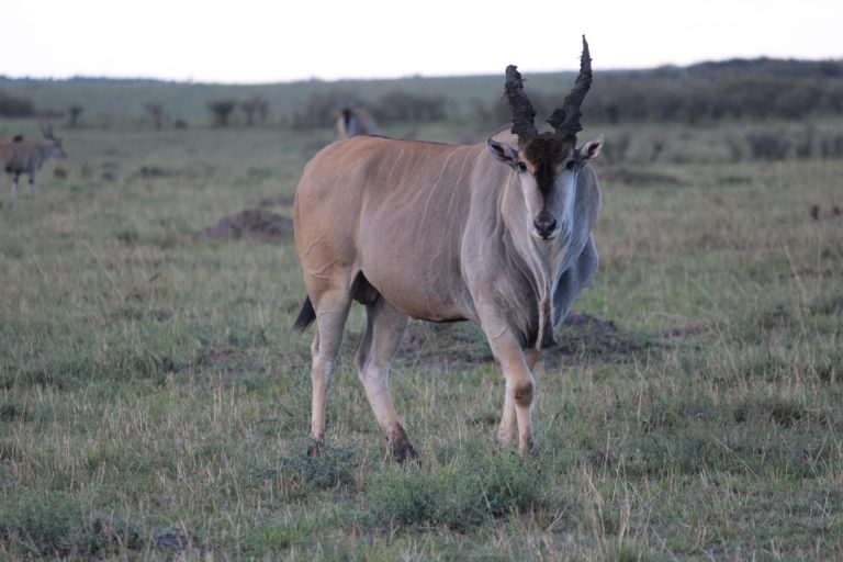 Gazelle at Masai Mara, Kenya