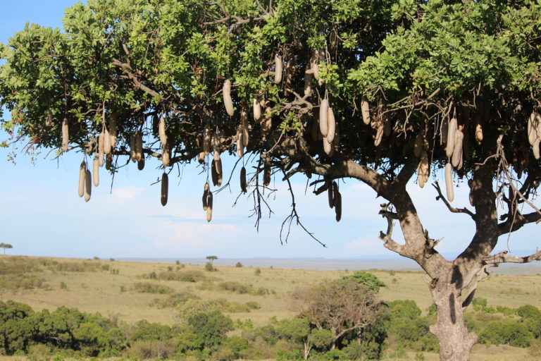 Sausage tree at Masai Mara, Kenya