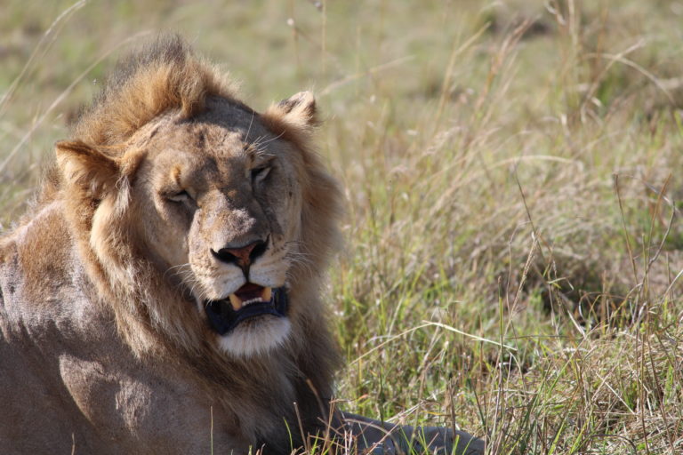 Lion at Masai Mara, Kenya