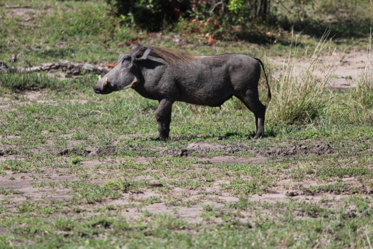 Wildhog at Masai Mara, Kenya