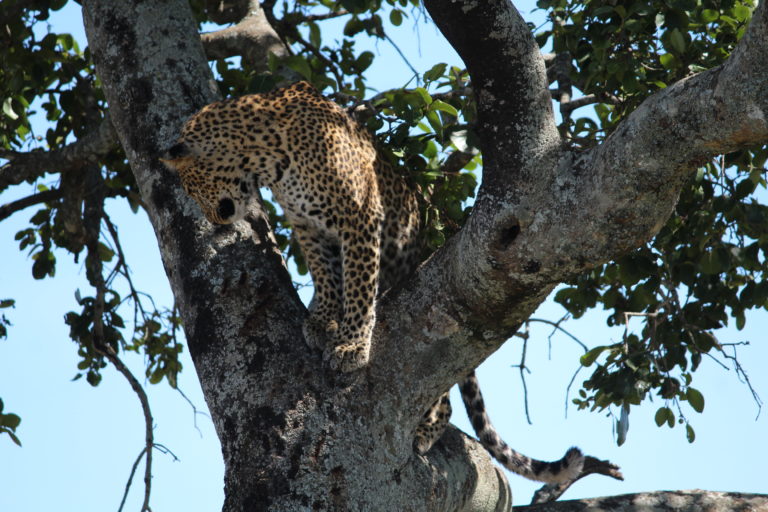 Leopard at Masai Mara, Kenya