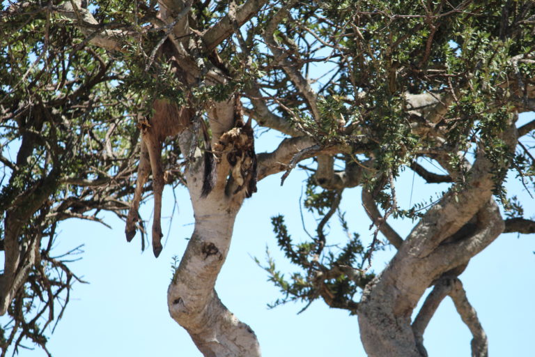 Carcass on a tree left behind by a leopard, Masai Mara, Kenya