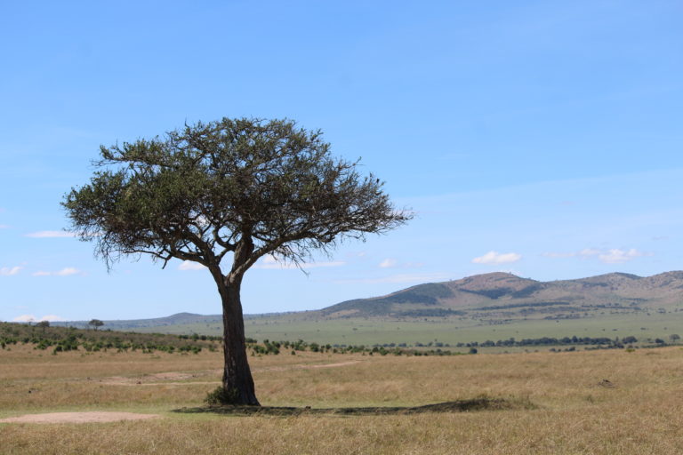 Masai Mara, Kenya