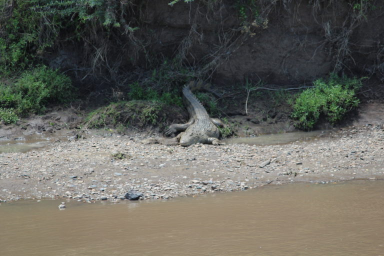 Nile crocodile resting on Mara river bank, Kenya