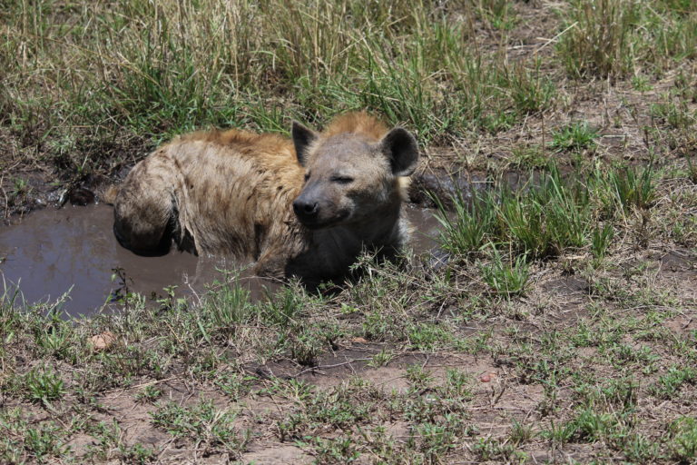 Hyena cooling off, Masai Mara, Kenya