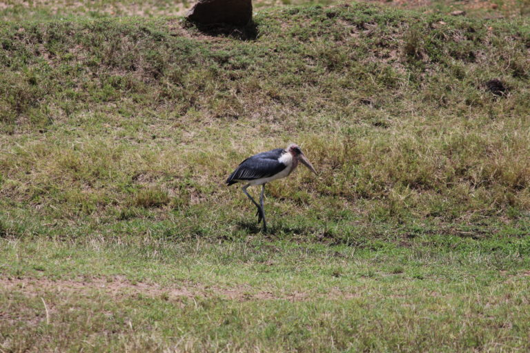 A stork at Masai Mara, Kenya