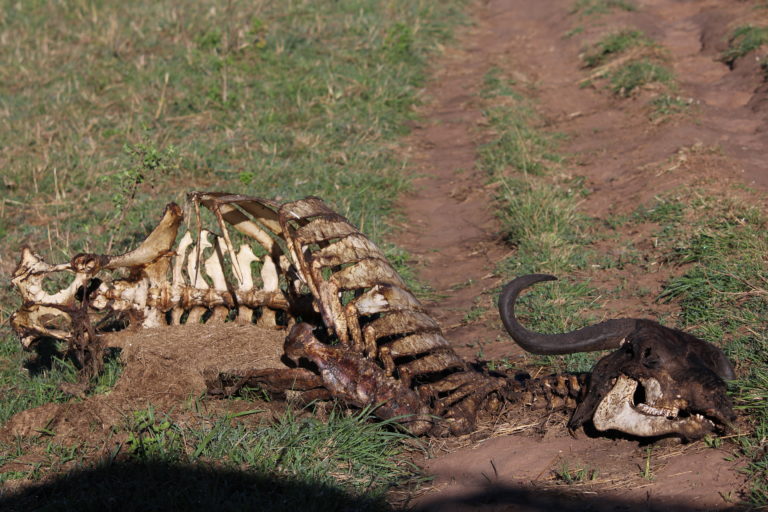 What's left of a kill, Masai Mara, Kenya