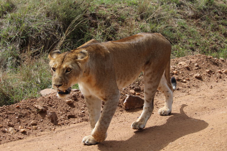 Lioness walking on the vehicle track, Masai Mara, Kenya