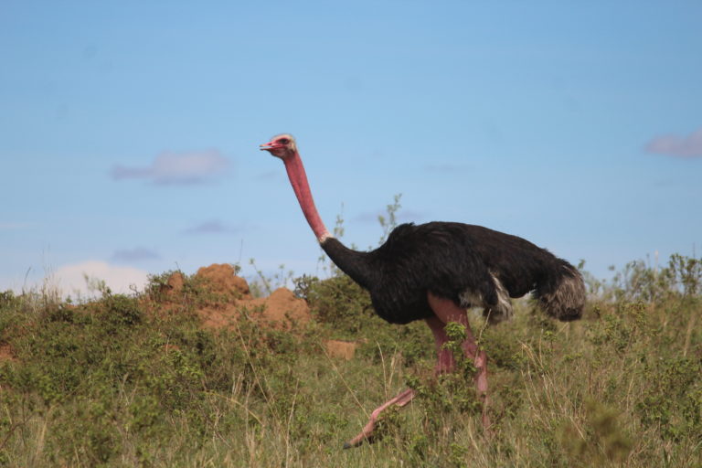 Ostrich, Masai Mara, Kenya