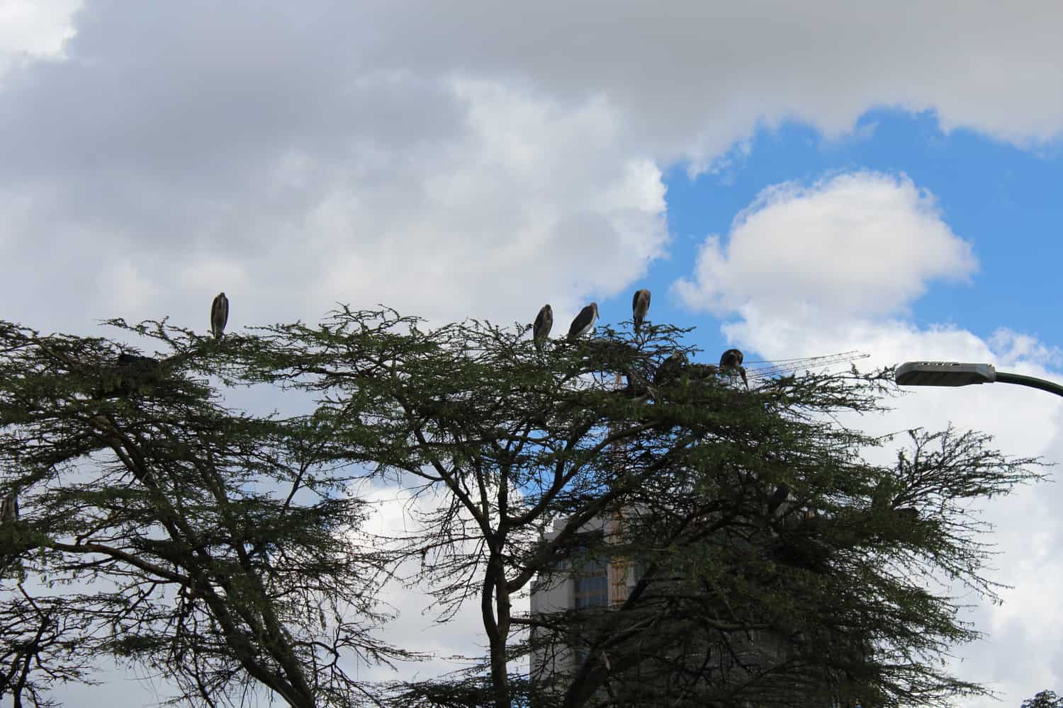 Stork's nest in city square, Nairobi, Kenya