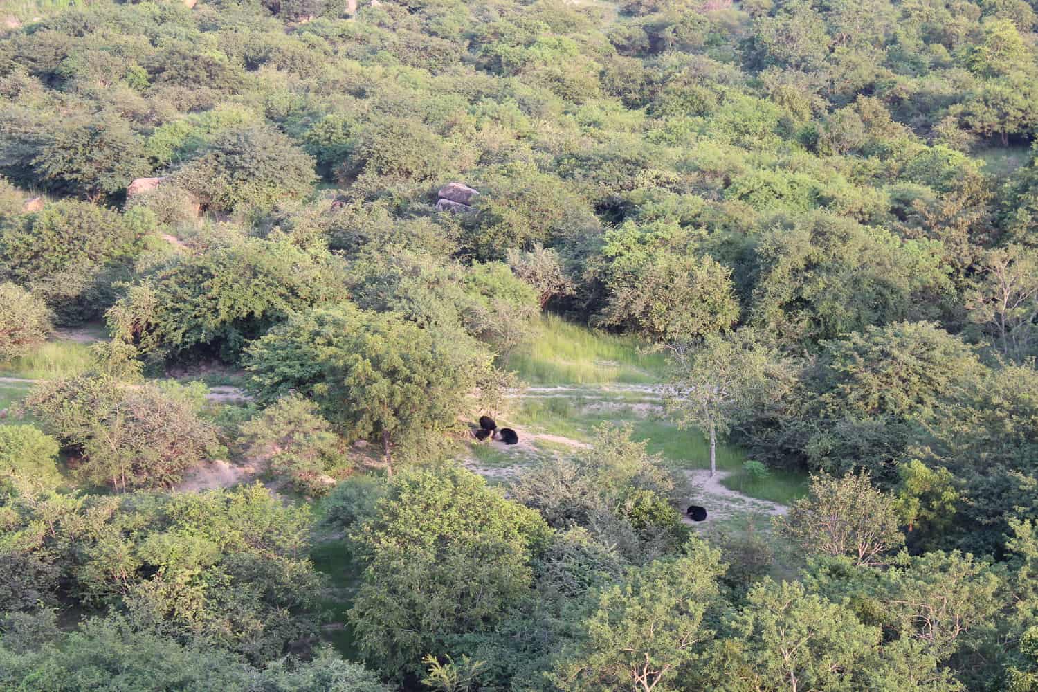 Sloth bears at the Daroji sanctuary, near Hampi, Karnataka