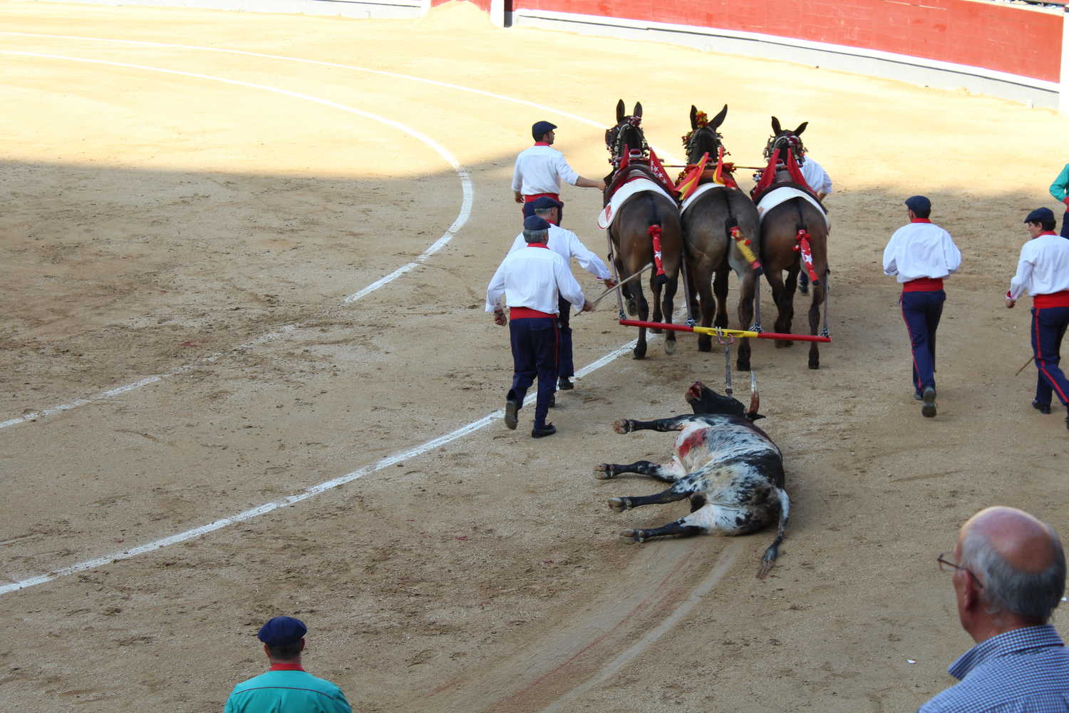 Dead bull being carted away, Madrid, Spain
