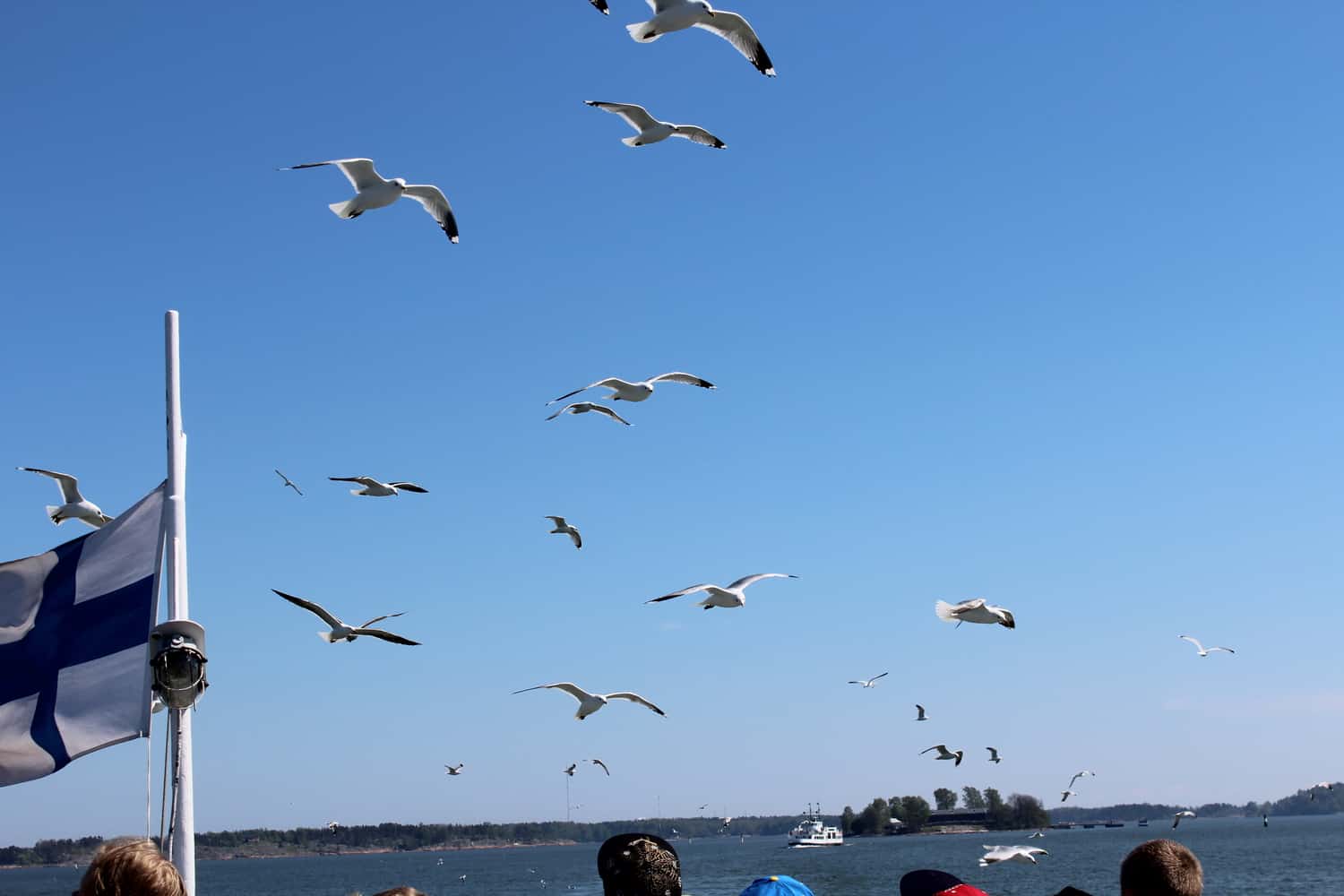 Seagulls, Helsinki, Finland