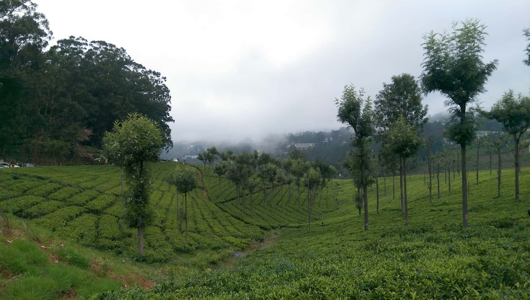 Tea plantation, Coonoor, Tamil Nadu