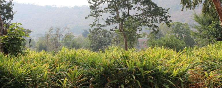 Cultivation within fenced area in Bandipur forest, Karnataka