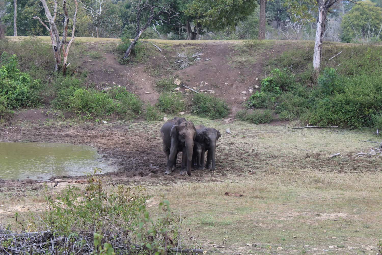 Baby elephants, Bandipur, Karnataka