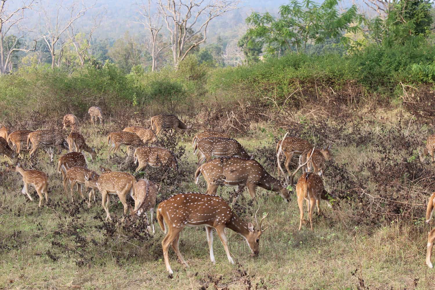 The ubiquitous deer at Bandipur, Karnataka