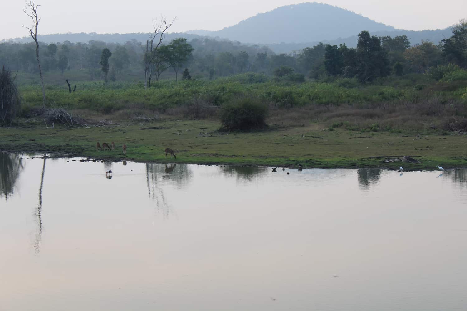 Dusk in Bandipur, Karnataka
