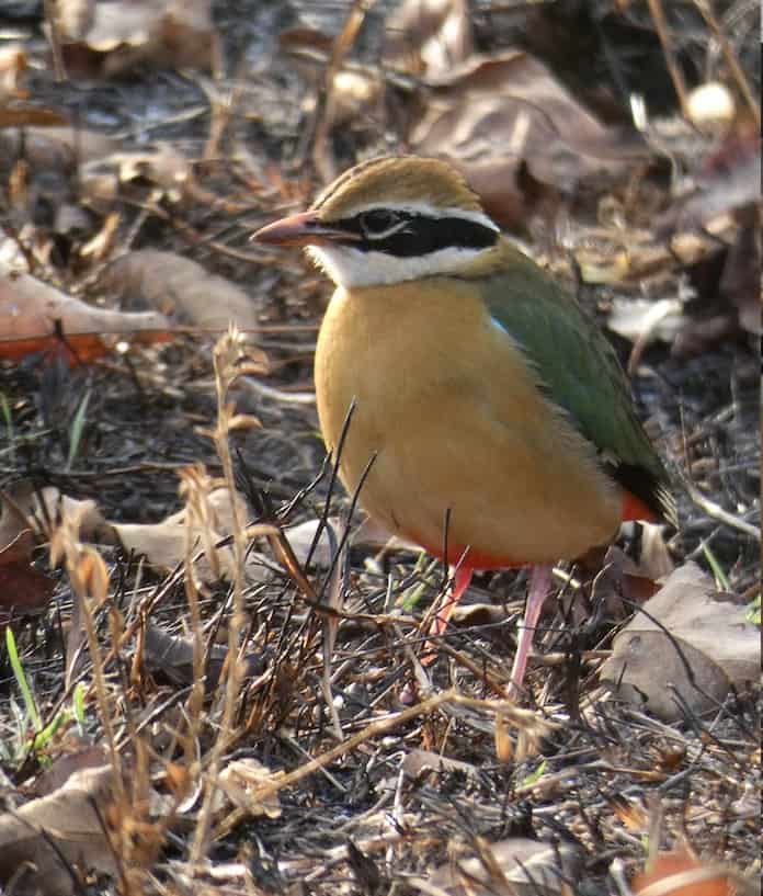 Pitta Bird, Bandipur, Karnataka