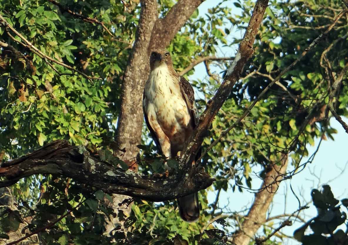 The Eagle sitting on a tree, Bandipur, Karnataka