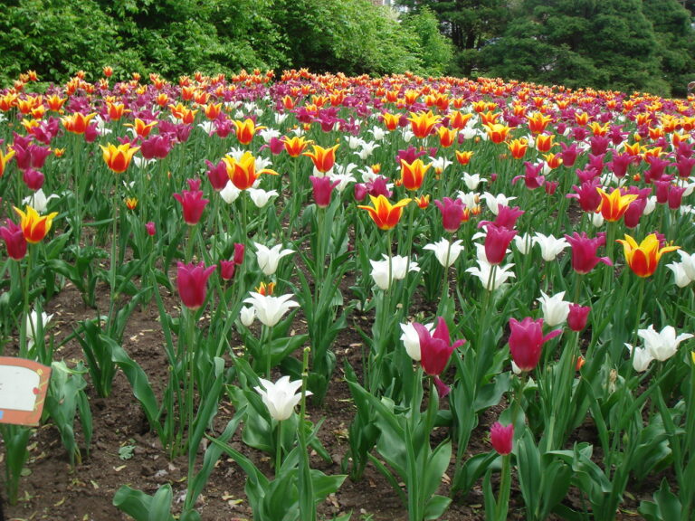 Tulips at Ottawa, Canada