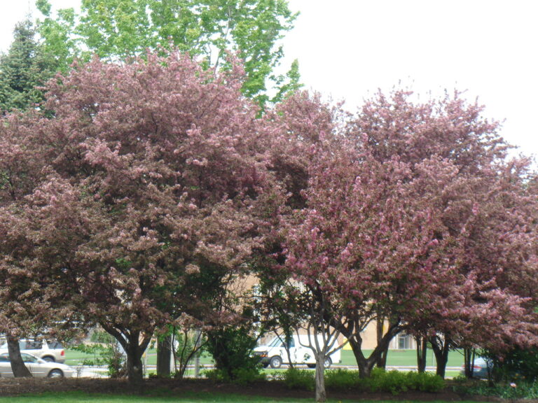 Maple Trees, Ottawa, Canada