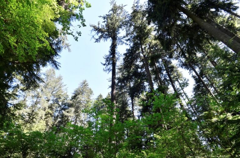 Stanley Park, Vancouver, Canada