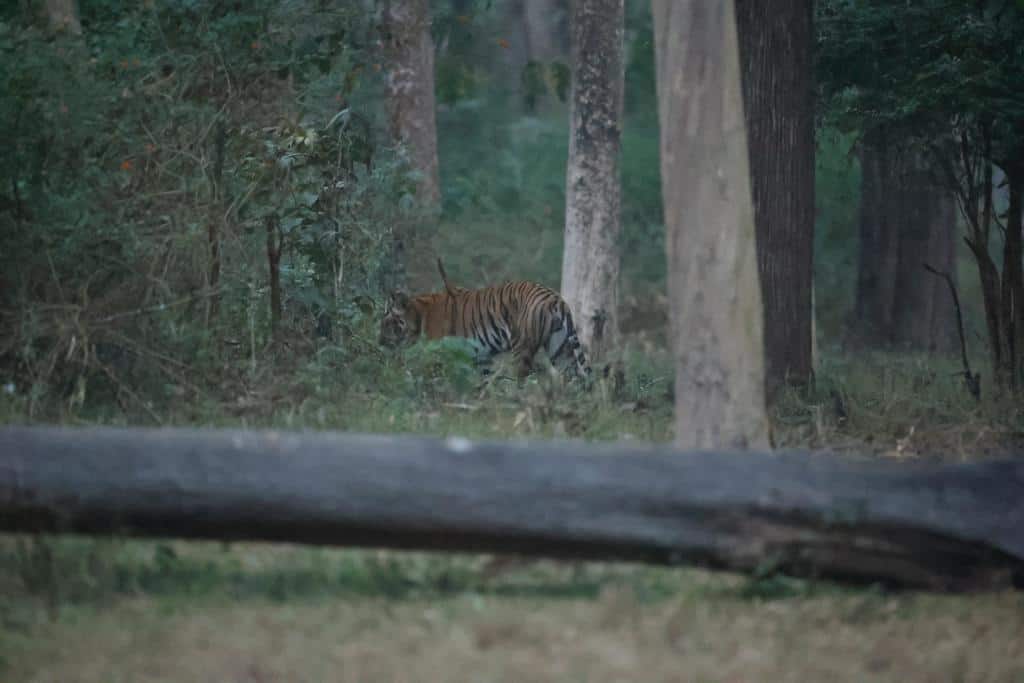 Tiger spotted at Kabini, Karnataka