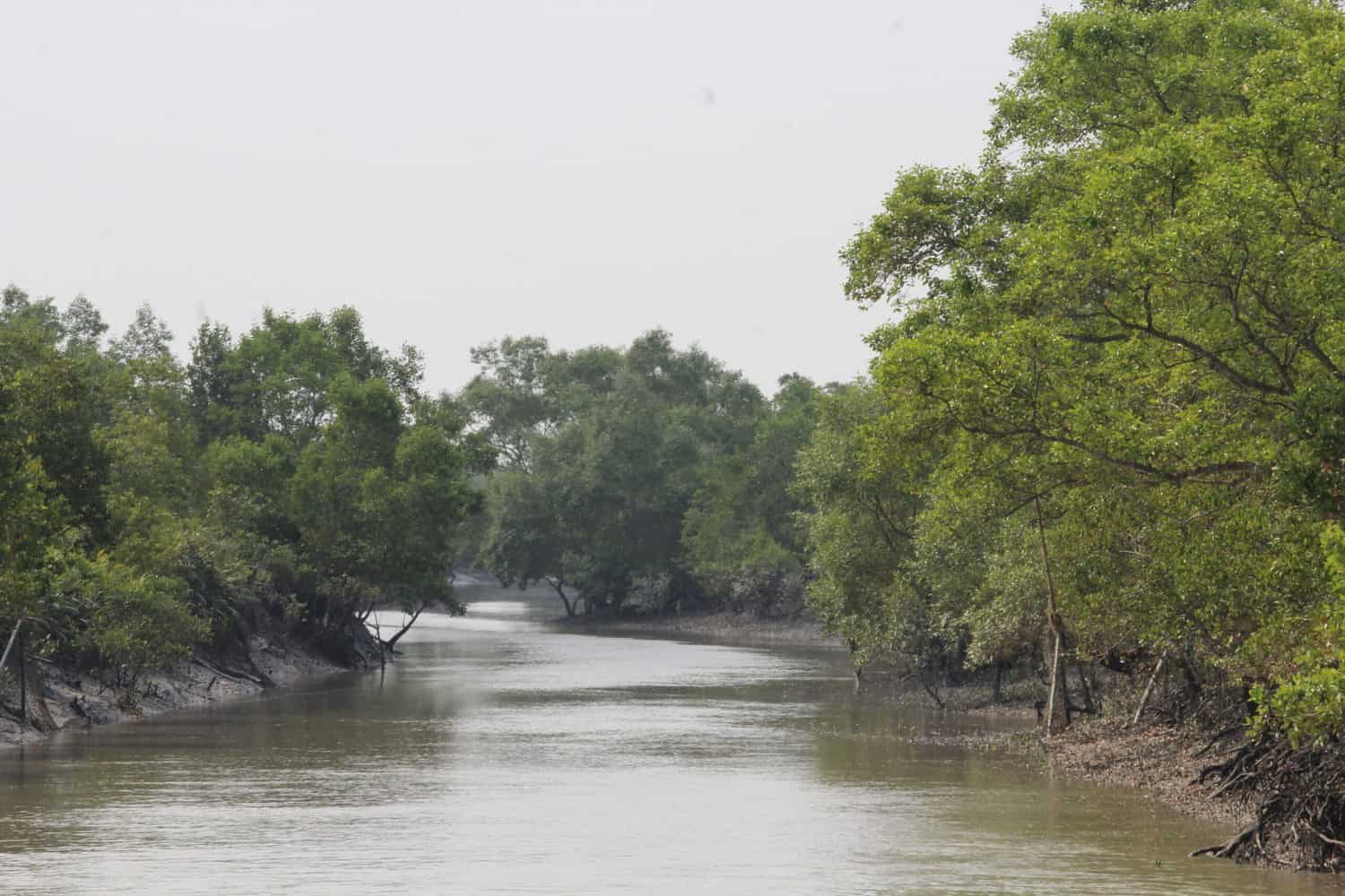 Narrow creeks in Sundarbans, West Bengal