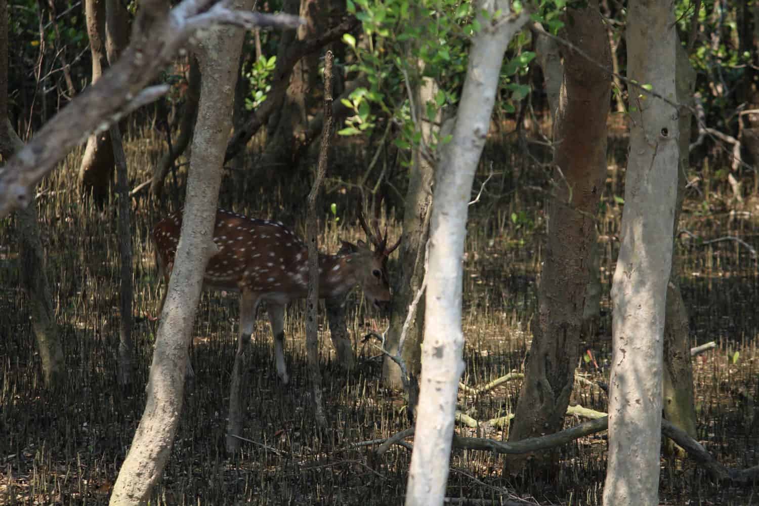 Deer sighted from boat, Sundarbans, West Bengal