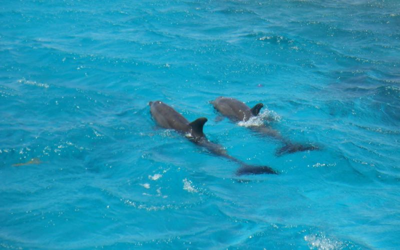 Dolphins in Red Sea, Hurghada, Egypt